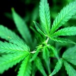 Colorado's New Marijuana POT - Stoned Driving - Drug Driving Law