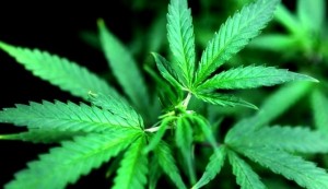 Colorado's New Marijuana POT - Stoned Driving - Drug Driving Law
